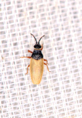 Agramma laetum