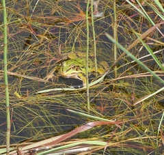 Pelophylax lessonae