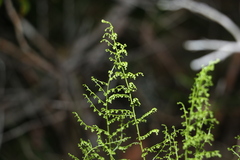 Lindsaea microphylla