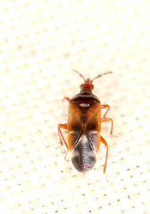 Anthocoris nemorum