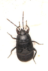 Aellopus atratus