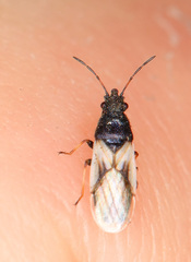 Metopoplax ditomoides
