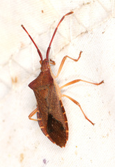 Gonocerus acuteangulatus