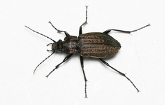 Carabus granulatus