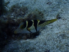 Canthigaster valentini