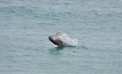 Tursiops truncatus