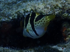 Canthigaster valentini