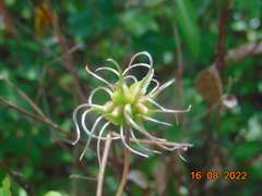 Clematis dioica