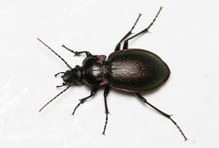 Carabus nemoralis
