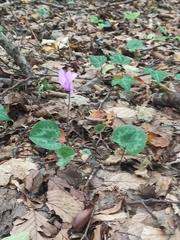Cyclamen purpurascens