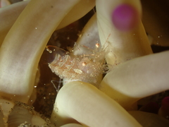 Periclimenes scriptus