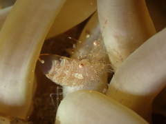 Periclimenes scriptus