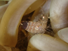 Periclimenes scriptus