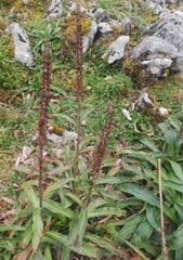 Digitalis parviflora