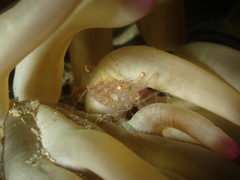 Periclimenes scriptus