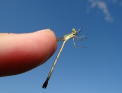 Lestes barbarus