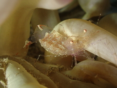 Periclimenes scriptus