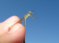 Lestes barbarus