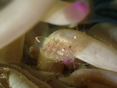 Periclimenes scriptus