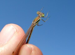 Lestes barbarus