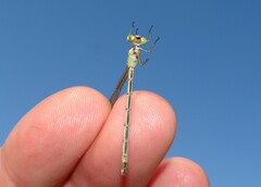 Lestes barbarus