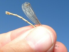 Lestes barbarus