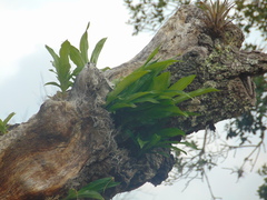 Catasetum integerrimum