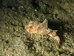 Chelidonichthys