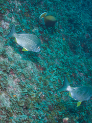 Sufflamen chrysopterum