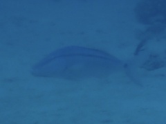 Parupeneus barberinus