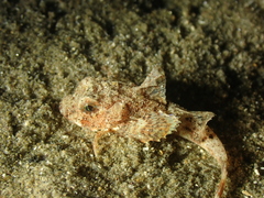 Chelidonichthys