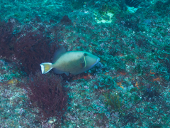 Sufflamen chrysopterum
