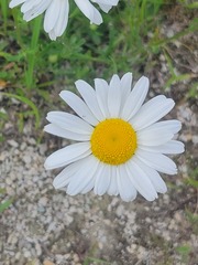 Leucanthemum