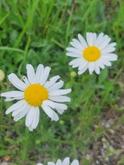Leucanthemum