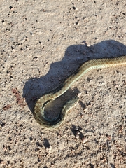 Thamnophis sirtalis pallidulus