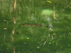 Micropterus floridanus