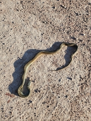 Thamnophis sirtalis pallidulus