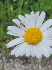 Leucanthemum