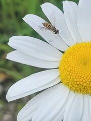 Leucanthemum