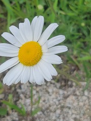 Leucanthemum