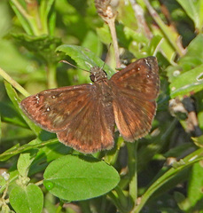 Erynnis horatius