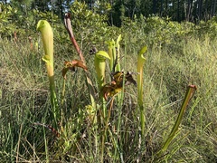 Sarracenia alata