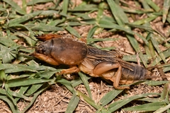 Gryllotalpa