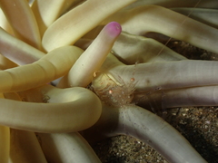 Periclimenes scriptus