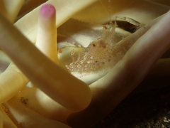 Periclimenes scriptus