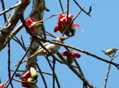 Philemon citreogularis