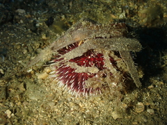 Sphaerechinus granularis