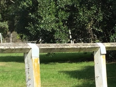 Rhipidura leucophrys