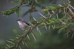 Prinia