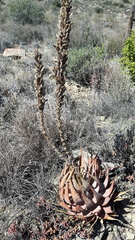 Aloe microstigma microstigma